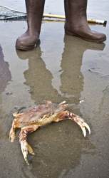 Alaska dungeness crab photo
