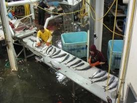 Salmon processing employment photo