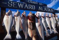 Alaska halibut display photo