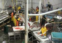 Onshore fish processing plant photo